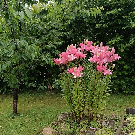Hébergement de vacances Maison Chaleureuse En Ariège Roquefort-Les-Cascades